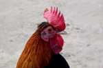 6 h1285_m gallo b.jpg